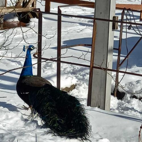 Occitanie Rando Randonnee Roqueredonde Foret Escandorgues Neige 01