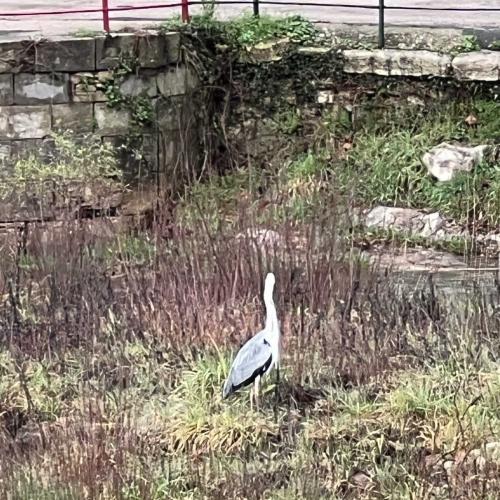 Occitanie Rando Bedarieux Pic Tantajo Roc Blanc 05