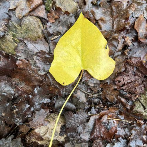 Occitanie Rando Bedarieux Pic Tantajo Roc Blanc 15