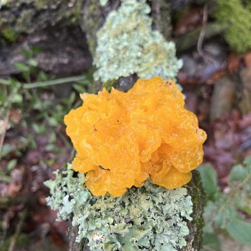 Occitanie Rando Bedarieux Pic Tantajo Roc Blanc 17