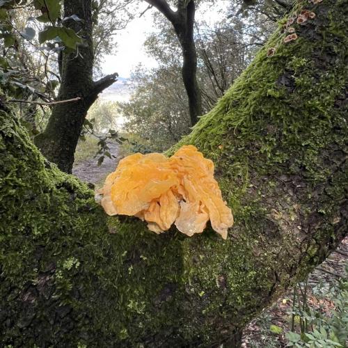 Occitanie Rando Bedarieux Pic Tantajo Roc Blanc 35