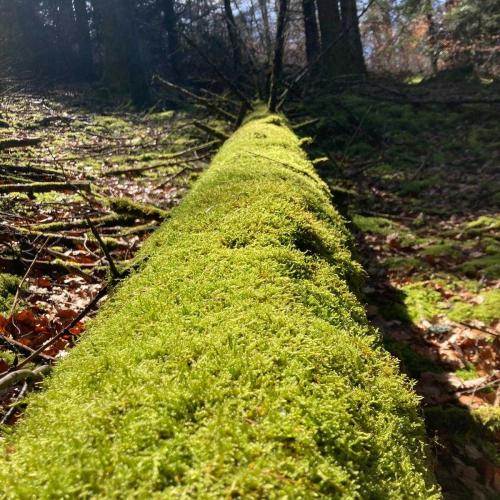 Occitanie Rando Trekkink Espinouse Hameau Bardou Saint Martin Du Froid 124