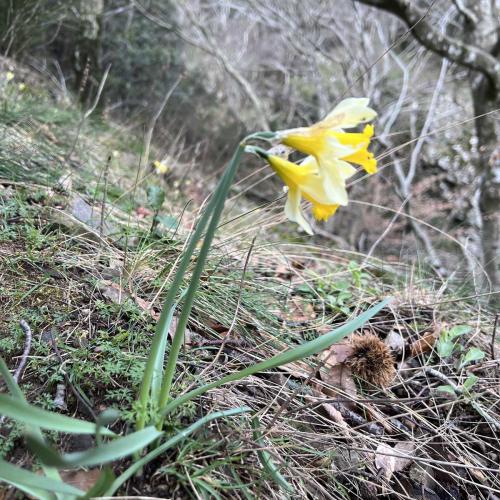 Occitanie Rando Trekking Graissessac Agut Gr653 Padene Mine Simon 26