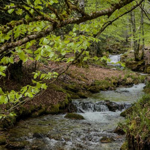 Occitanie Rando Rando Itinerante 3 Jours Lacaune La Salvetat Enfant Sauvage 011