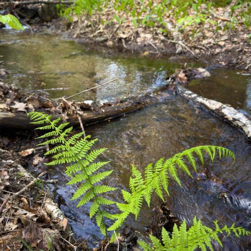 Occitanie Rando Rando Itinerante 3 Jours Lacaune La Salvetat Enfant Sauvage 041