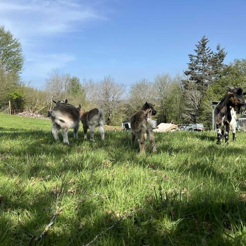 Occitanie Rando Rando Itinerante 3 Jours Lacaune La Salvetat Enfant Sauvage 04