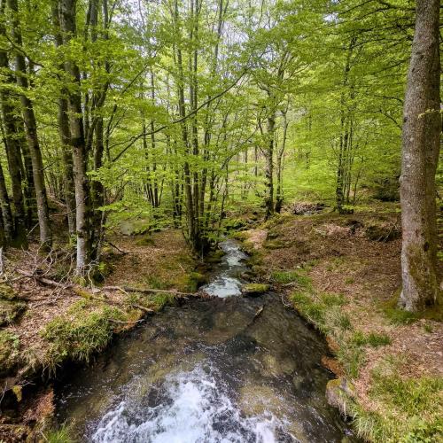 Occitanie Rando Rando Itinerante 3 Jours Lacaune La Salvetat Enfant Sauvage 09