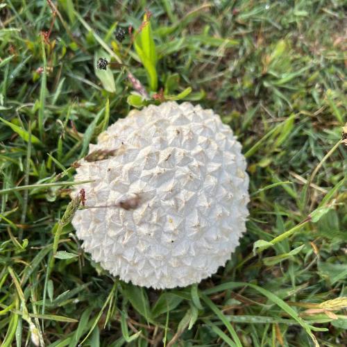 Occitanie Rando Rando Itinerante 3 Jours Lacaune La Salvetat Enfant Sauvage 104