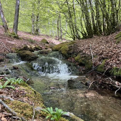 Occitanie Rando Rando Itinerante 3 Jours Lacaune La Salvetat Enfant Sauvage 19