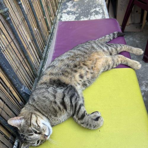 Occitanie Rando Rando Itinerante Gr70 Stevenson 5 Belle Etape 237