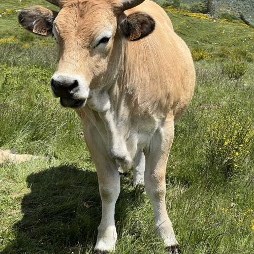 Occitanie Rando Rando Itinerante Gr70 Stevenson 5 Belle Etape 88