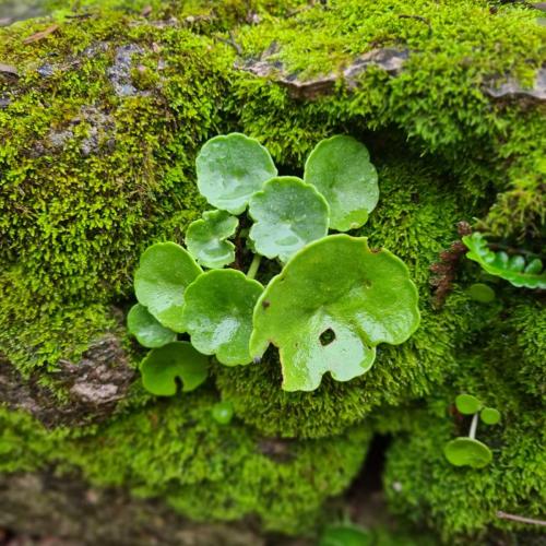 Occitanie Rando Bedarieux Pic Tantajo Roc Blanc 52