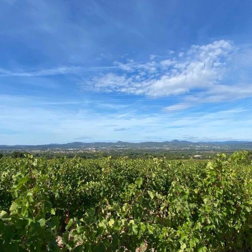 Occitanie Rando Le Pouget Rando Des Lavoirs 12
