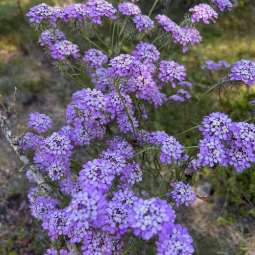 Occitanie Rando Trekking Roque Sainte Marguerite Causse Noir Vallee Dourbie Millau 98
