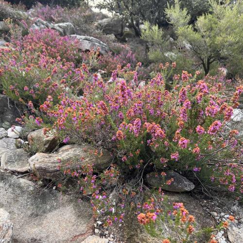 Occitanie Rando Trekking Caroux Piste Buffe Colombieres Sur Orb 08