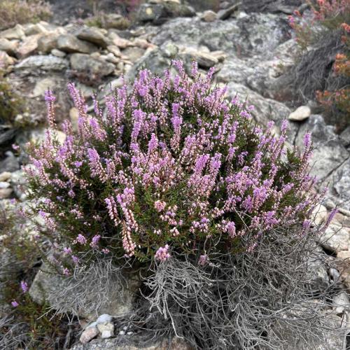 Occitanie Rando Trekking Caroux Piste Buffe Colombieres Sur Orb 09