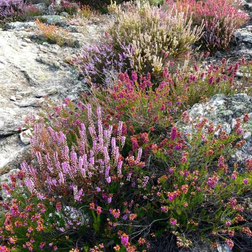 Occitanie Rando Trekking Caroux Piste Buffe Colombieres Sur Orb 51