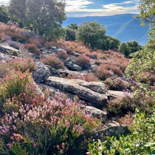 Occitanie Rando Trekking Caroux Piste Buffe Colombieres Sur Orb 75