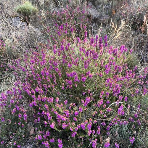 Occitanie Rando Trekking Legende Premian Langlade Vezoles 85