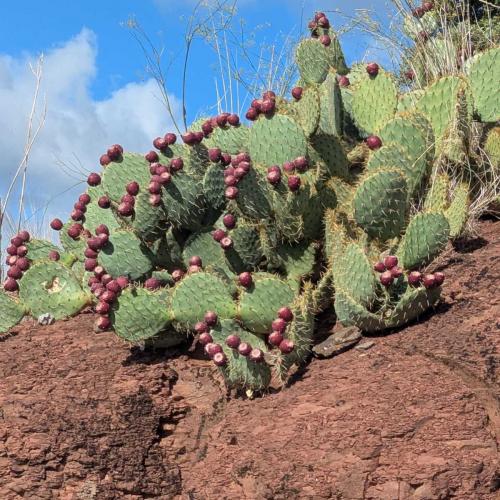 Occitanie Rando Randonnee Herault Vailhes Salagou 13