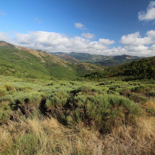 Occitanie Rando Randonnee Herault Combes Foret Ecrivains Combattants 01