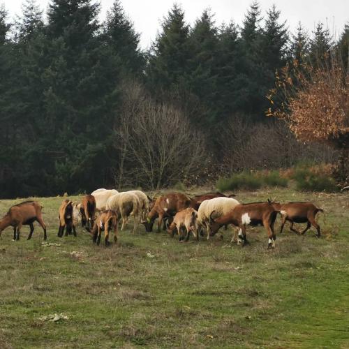 Occitanie Rando Randonnee Herault Saint Gervais Sur Mare Banissous 26
