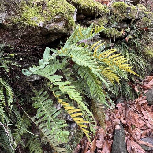 Occitanie Rando Randonnee Herault Saint Gervais Sur Mare Banissous 70