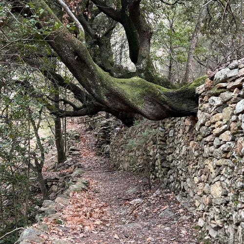 Occitanie Rando Randonnee Herault Saint Gervais Sur Mare Banissous 83