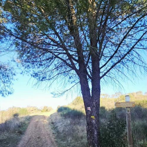 Occitanie Rando Rando Lodeve Bois Latude 04