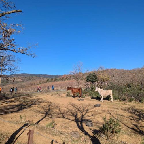 Occitanie Rando Rando Lodeve Bois Latude 06