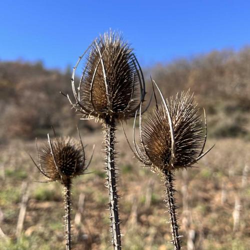 Occitanie Rando Rando Lodeve Bois Latude 63