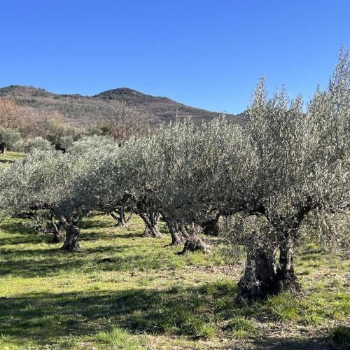 Occitanie Rando Rando Lodeve Bois Latude 76