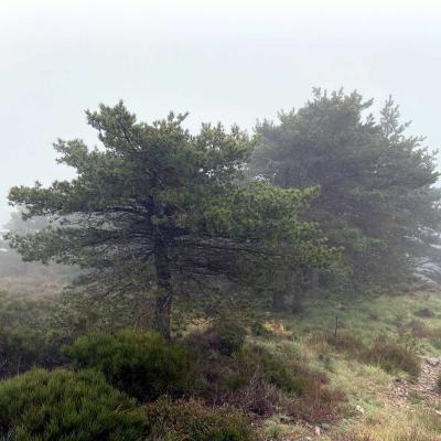 Occitanie Rando Trekking Herault Andabre Chapelle Saint Eutrope Saint Gervais Sur Mare 75