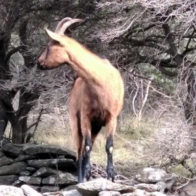 1702 Les Vailhes 058