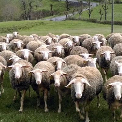 Tdm Aubrac Chemin St Guilhem 271