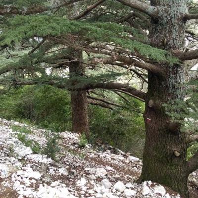 Tdm Aubrac Chemin St Guilhem 444