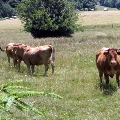 Occitanie Rando Randonnee Grp Montagne Haut Languedoc Espinouse Caroux Raviege Somail55