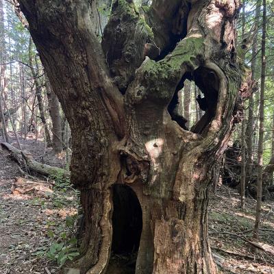 Occitanie Rando Randonnee Grp Montagne Haut Languedoc Espinouse Caroux Raviege Somail80
