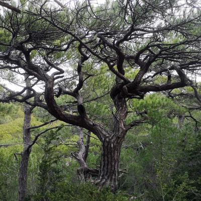 Occitanie Rando Randonnee 2 Jours Tour Saint Guilhem Le Desert Ermitage Belle Grace 75