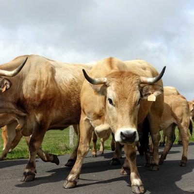 Occitanie Rando Randonnee Lozere Aveyron Traversee Aubrac 4jours Transhumance 229