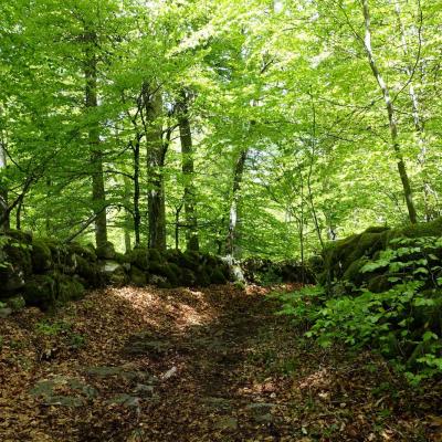 Occitanie Rando Randonnee Lozere Aveyron Traversee Aubrac 4jours Transhumance 241