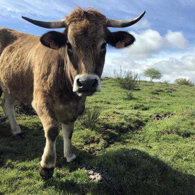 Occitanie Rando Randonnee Lozere Aveyron Traversee Aubrac 4jours Transhumance 299