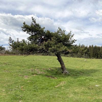 Occitanie Rando Randonnee Lozere Aveyron Traversee Aubrac 4jours Transhumance 402