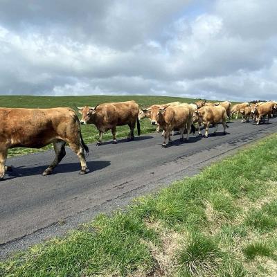 Occitanie Rando Randonnee Lozere Aveyron Traversee Aubrac 4jours Transhumance 470