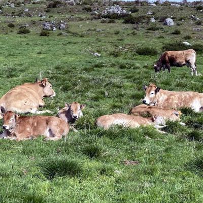 Occitanie Rando Randonnee Lozere Aveyron Traversee Aubrac 4jours Transhumance 508