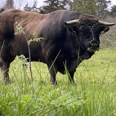 Occitanie Rando Randonnee Lozere Aveyron Traversee Aubrac 4jours Transhumance 71