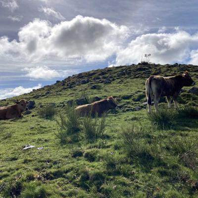 Occitanie Rando Randonnee Lozere Aveyron Traversee Aubrac 4jours Transhumance 742