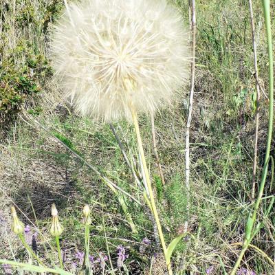 Occitanie Rando Randonnee Herault Pic Vissou 55
