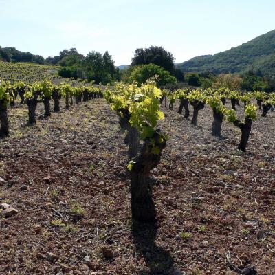 Occitanie Rando Randonnee Herault Pic Vissou 64