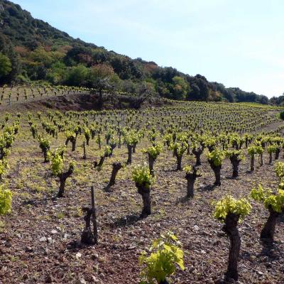 Occitanie Rando Randonnee Herault Pic Vissou 65